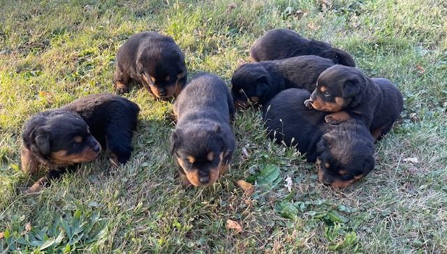 Rottweilers