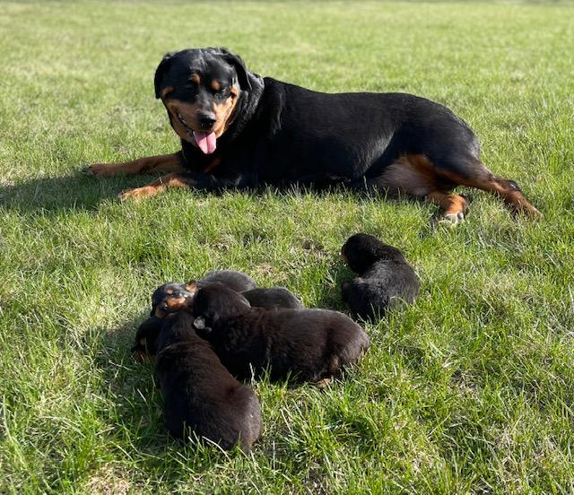 Rottweilers