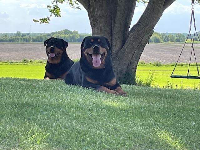Rottweilers