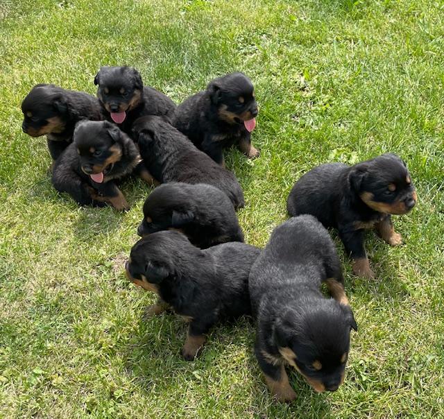 Rottweilers