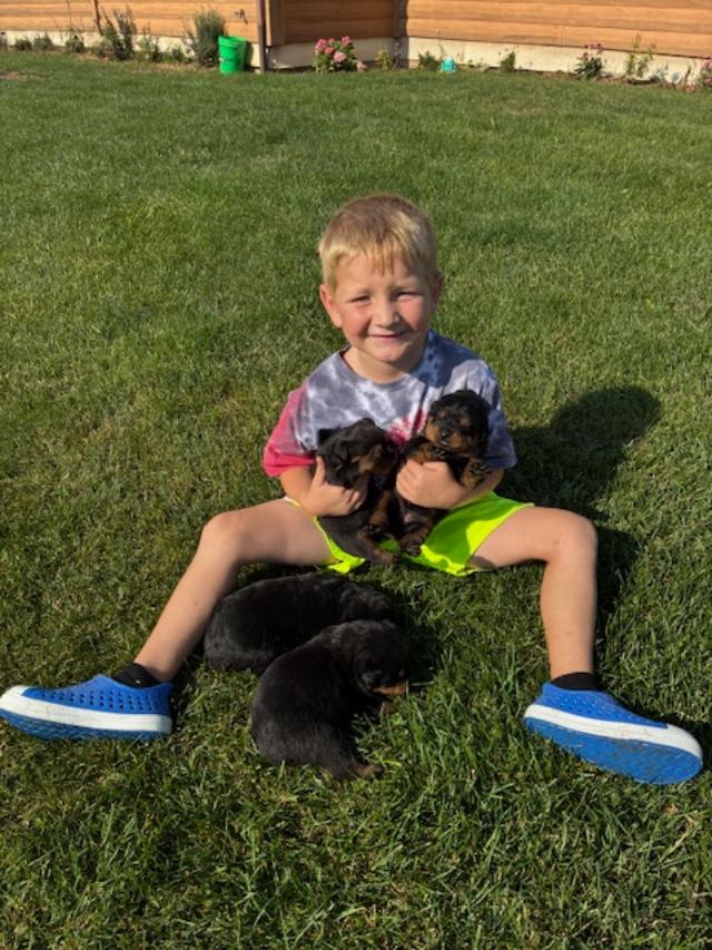 Rottweilers